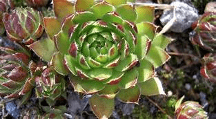 Des images de diff�rentes plantes